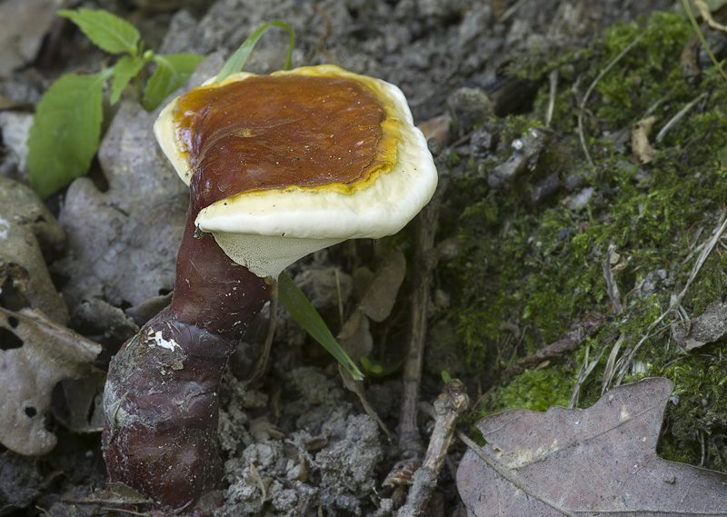 Ganoderma lucidum